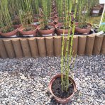 Praslička zimná (Equisetum hyemale) - výška 30-50 cm, kont. C3L